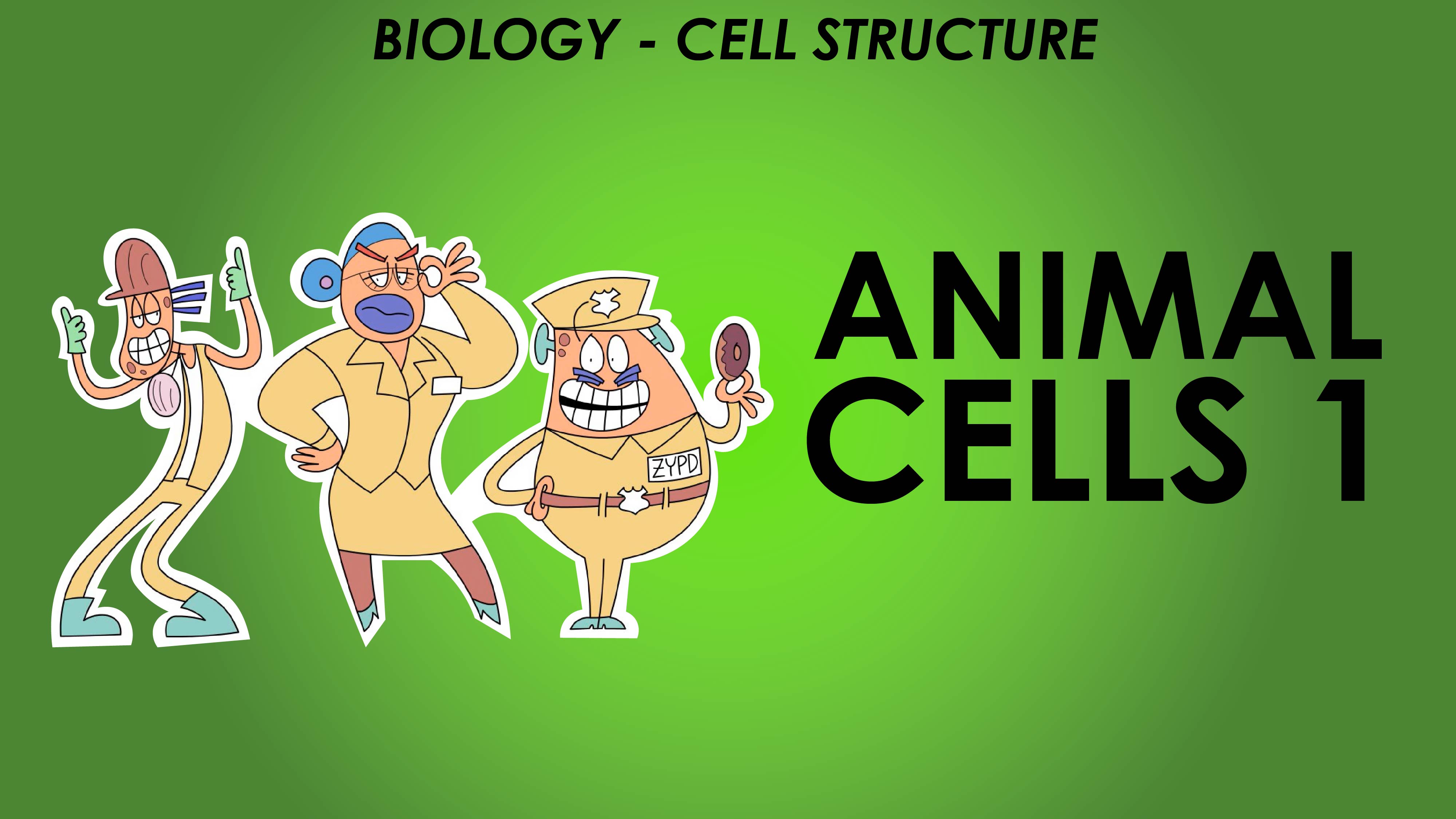 Animal Cells 1 - Cell Structure