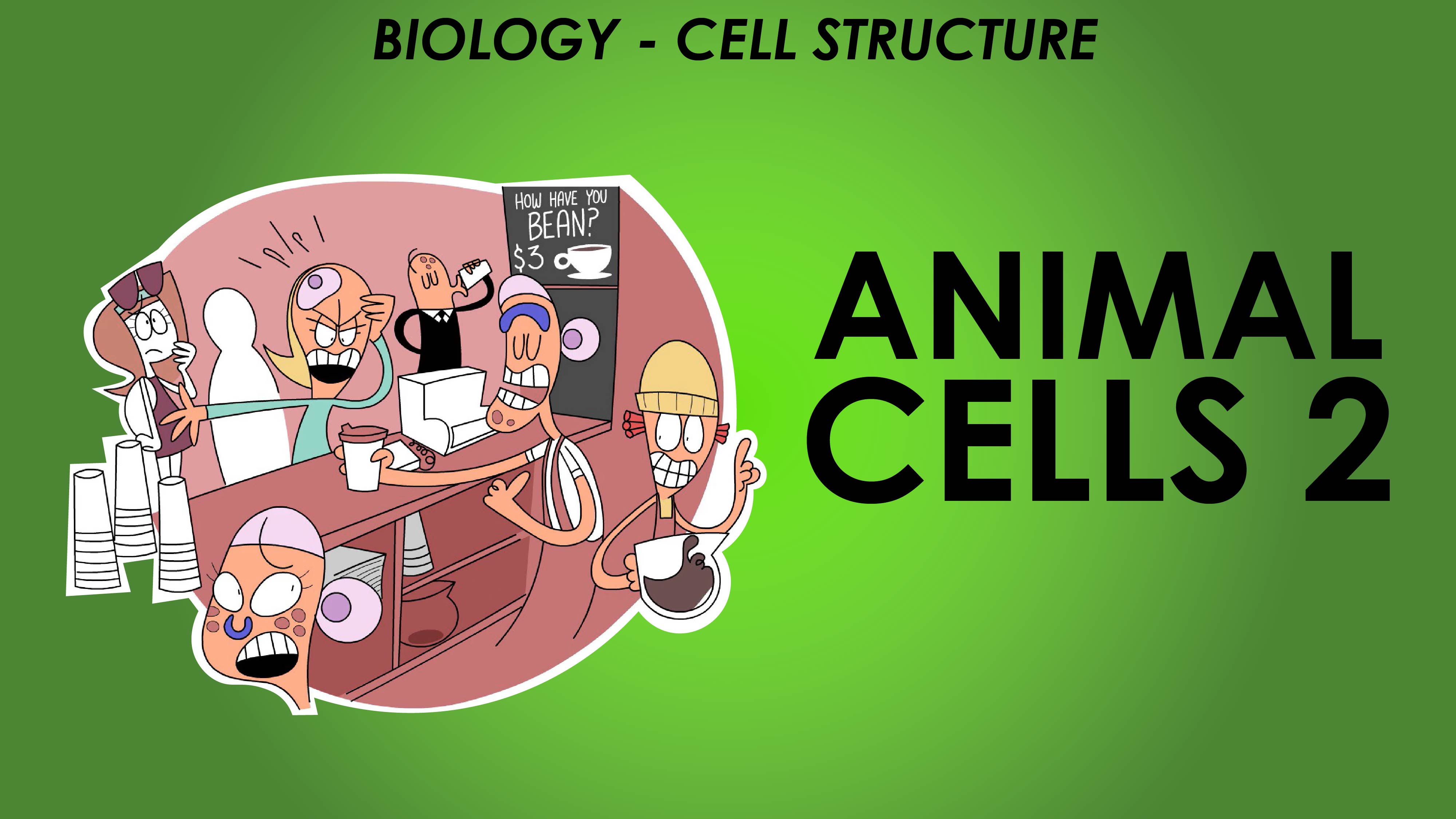 Animal Cells 2 - Cell Structure