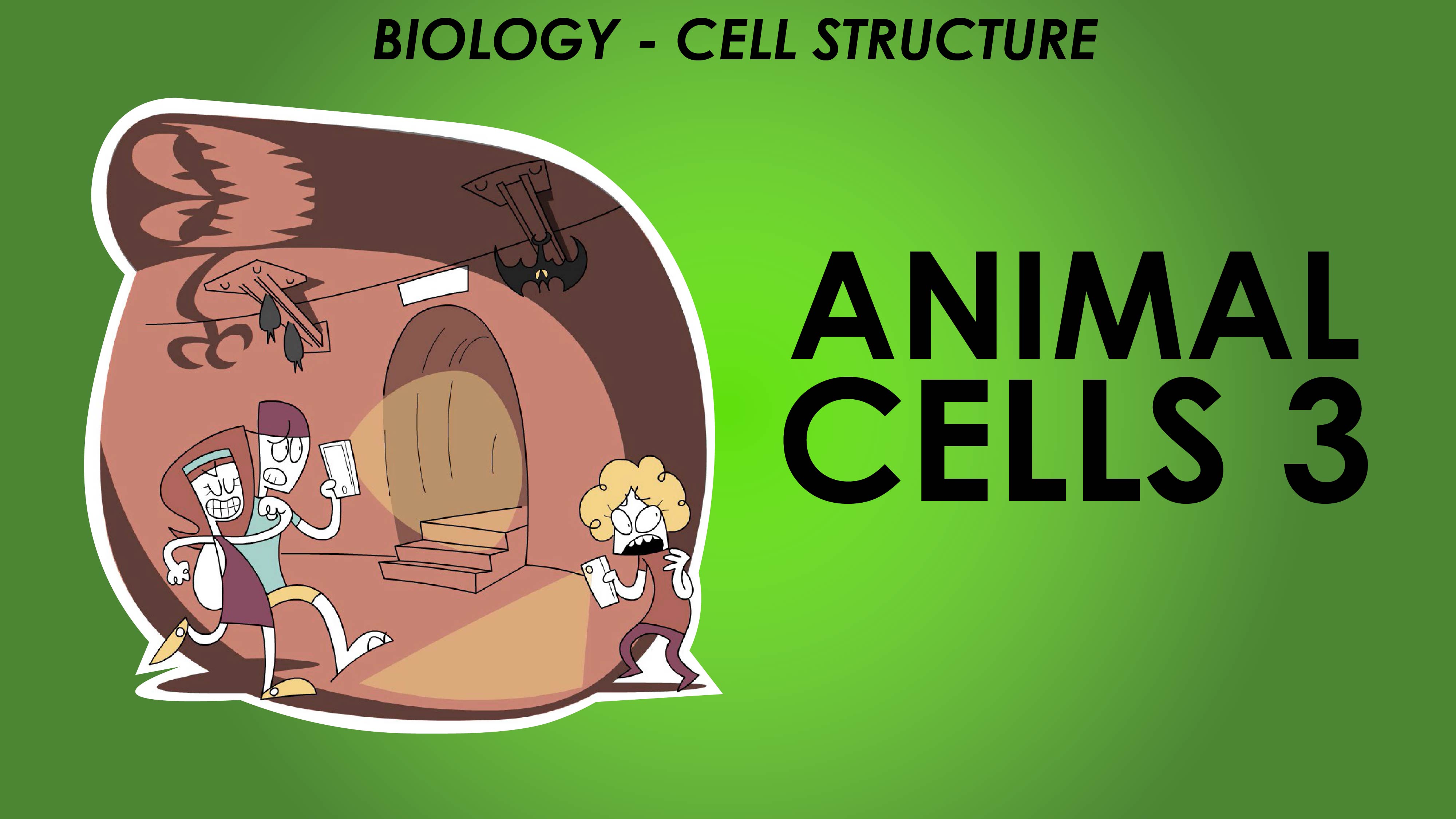 Animal Cells 3 - Cell Structure